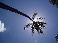 �A�����A�i�E�r�[�`�E�p�[�N�R