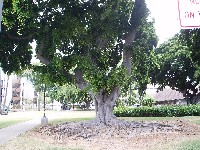 �n���C��w�Q