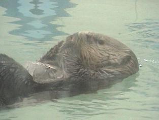 氷大好き♪