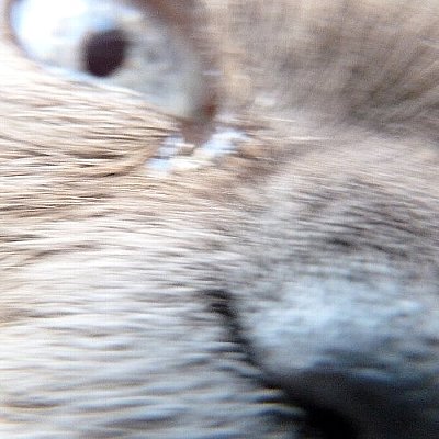 大怪獣