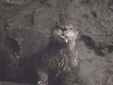 ゴンタったら・・JPG