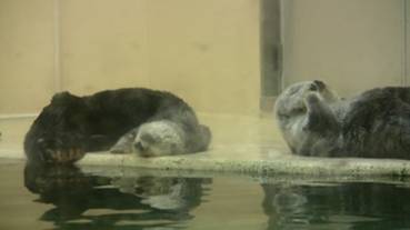 コタロウとポテト2