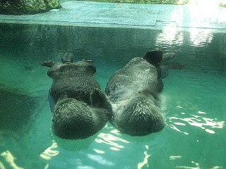 ロッキーとチャサリー 0057.jpg